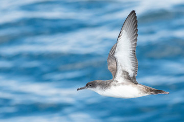 A balearic shearwater (Puffinus mauretanicus) flying in in the Mediterranean Sea and diving to get fish