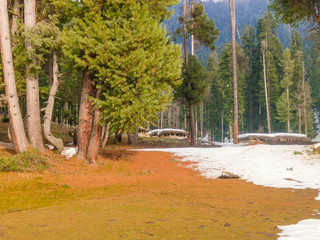 autumn trees in the park