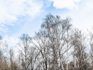 Fototapeta na wymiar bare birch trees in forest under white clouds in blue sky on spring day