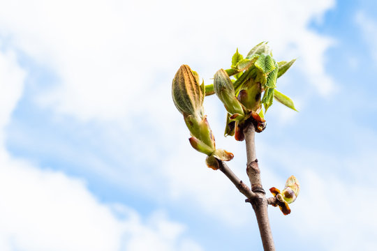 Spring In City - Bud Of Horse-chestnut Tree Close Up And White Clouds In Blue Sky On Background (focus On Young Green Leaves On Foreground)