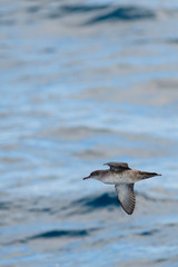 A balearic shearwater (Puffinus mauretanicus) flying in in the Mediterranean Sea and diving to get fish