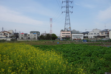 5月の菜の花畑