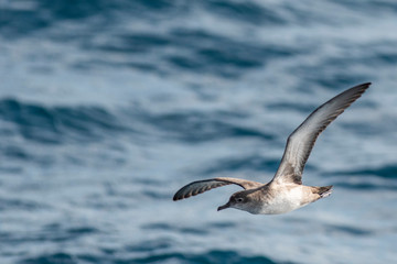 Naklejka premium A balearic shearwater (Puffinus mauretanicus) flying in in the Mediterranean Sea and diving to get fish