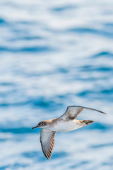 A balearic shearwater (Puffinus mauretanicus) flying in in the Mediterranean Sea and diving to get fish