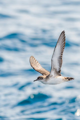 A balearic shearwater (Puffinus mauretanicus) flying in in the Mediterranean Sea and diving to get fish