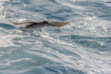 Obraz premium A balearic shearwater (Puffinus mauretanicus) flying in in the Mediterranean Sea and diving to get fish