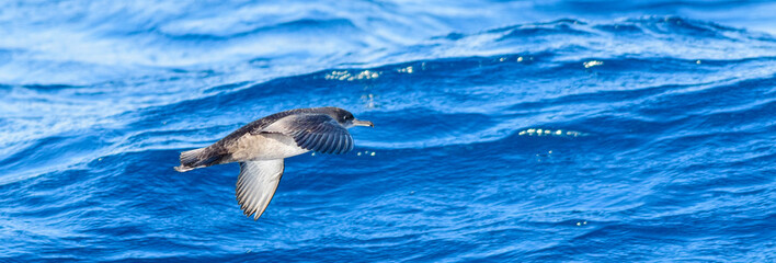 A balearic shearwater (Puffinus mauretanicus) flying in in the Mediterranean Sea and diving to get fish