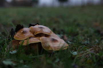Fototapeta premium Wild mushrooms in the forest in autumn season
