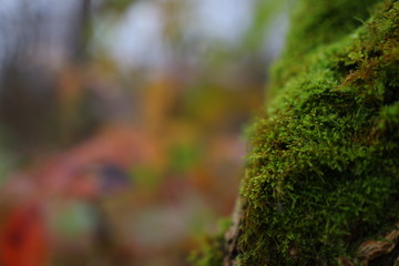 Moss on the tree in the forest in autumn