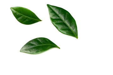 coffee leaves isolated on a white background