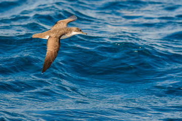 A balearic shearwater (Puffinus mauretanicus) flying in in the Mediterranean Sea and diving to get fish