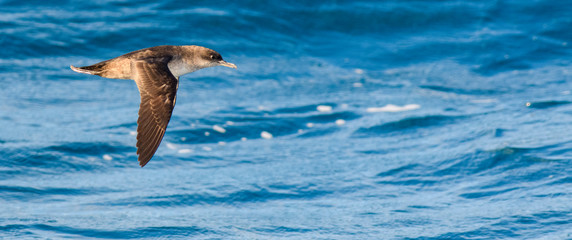 A balearic shearwater (Puffinus mauretanicus) flying in in the Mediterranean Sea and diving to get fish