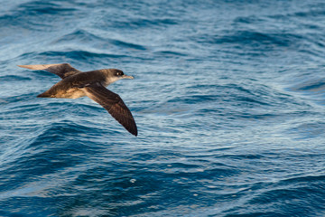 A balearic shearwater (Puffinus mauretanicus) flying in in the Mediterranean Sea and diving to get fish