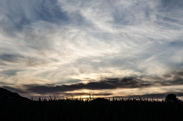 spring landscapes with grass as the protagonist.