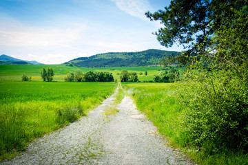 Fototapeta premium spring landscapes with grass as the protagonist.