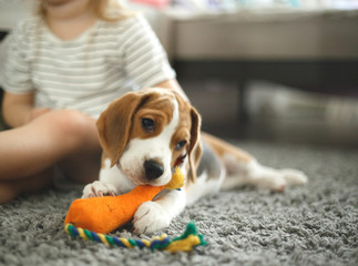 little girl stroking the head of a cute beagle puppy