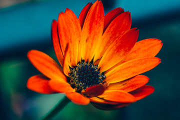 orange flower on blue