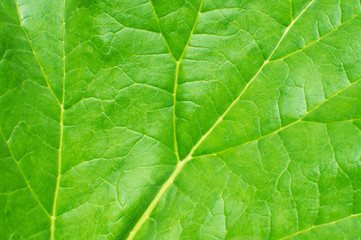 Fototapeta na wymiar Green leaf background macro texture