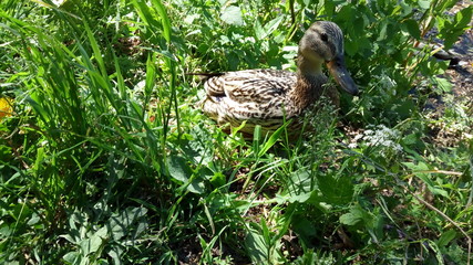 
Duck bird in the green grass.