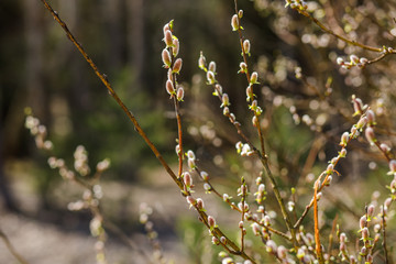 Blooming willow in the garden, willow in the forest