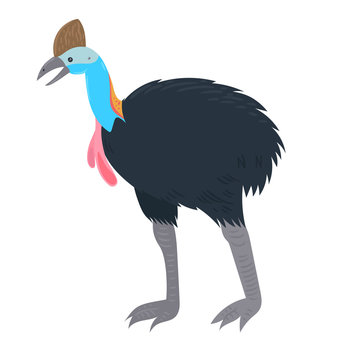 recommend clip art: Cassowary Isolated on a white background. Vector graphics.