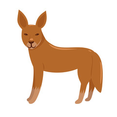 Dingo isolated on a white background. Vector graphics.