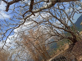 trees and sky