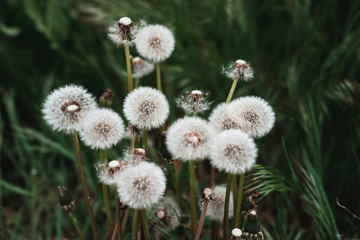 Obraz premium White dandelions. A group of white wildflowers, fluffy dandelion heads, and a bouquet of flowers. Field of dandelions.