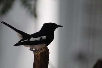 Magpie Robin