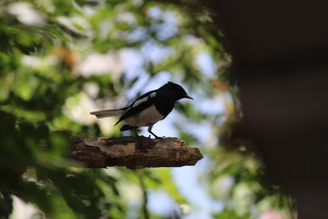 Magpie Robin