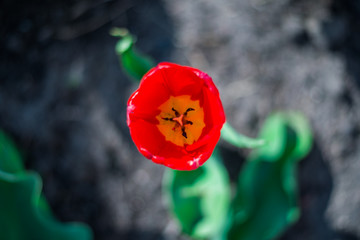 beautiful red tulip. view from above. macro