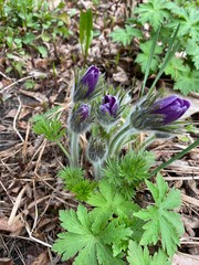 Первые цветы в саду(анемоны)