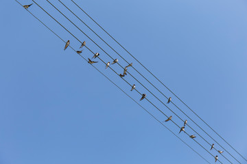 Group of small birds on electrical wires as a sheet music