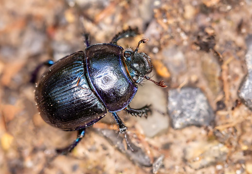 Polyphaga Bilder Durchsuchen 1,693 Archivfotos, und