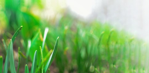 Fototapeta premium Spring nature background. Green grass and sunbeams. Green grass background. Free space for text