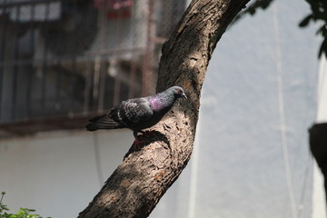 PIGEON on a tree