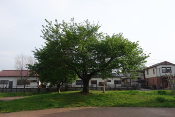 Fototapeta na wymiar 住宅街の公園の木