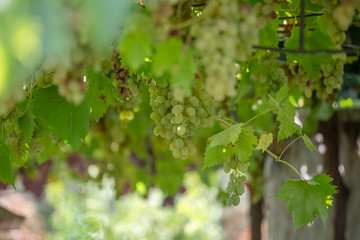 Detailed view of agricultural fields with vineyards, typically Mediterranean