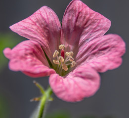 pistils de fleur en macro