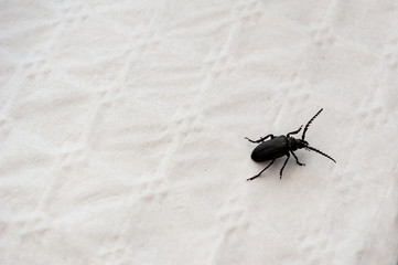 Detail of big black beetle - Tanner or Sawyer (Prionus coriarius). Most massive of European beetle isolated crawling ond white background of fabric. © baisa
