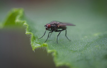 A garden fly sits on a green leaf in the garden