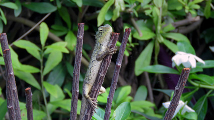 Lizard on a tree