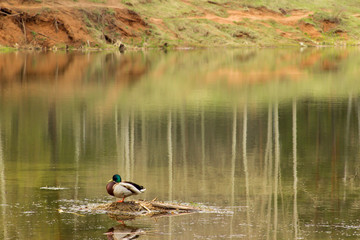 young growing branch in spring