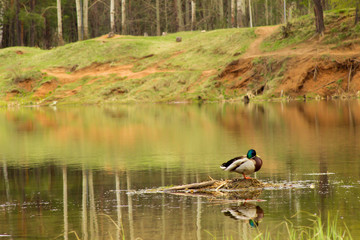 young growing branch in spring