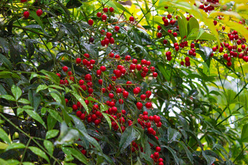 Nandina is a monotypic genus of flowering plants in the Barberry family. The berries are bright...