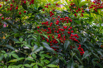 Nandina is a monotypic genus of flowering plants in the Barberry family. The berries are bright red. The leaves are oval, acute, green. The inflorescence is a terminal panicle.