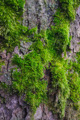 Moss on the bark of a tree. Green, short, furry.