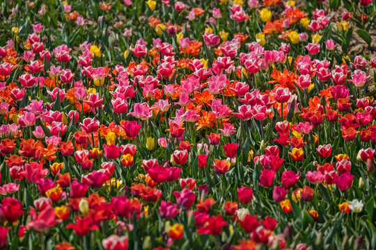 Spring tulip fields in Holland, colorful flowers in Netherlands. Colorful carpet of flowers. Group of colorful tulips. Selective focus. Colorful tulips photo background.