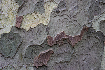 Texture. Tree bark in the form of khaki, made by termites. The trunk of a sycamore tree. Colors: gray, beige, and Burgundy.