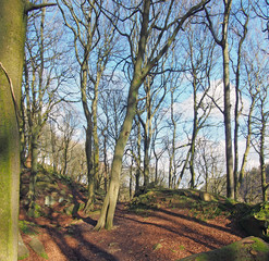 Fototapeta na wymiar forest trees on a sunlit winter day with fallen leaves and scattered rocks on the ground